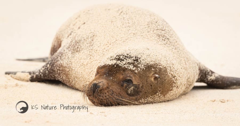 A Galápagos sea lion coated in sand sleeps on the beach