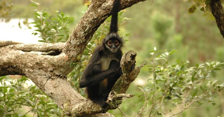 A spider mokey sits in a tree