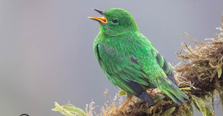 A Glistening-green Tanager perches on a branch