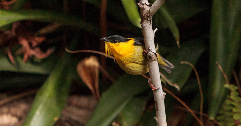A Golden-collared Manakin clings to a plant stalk