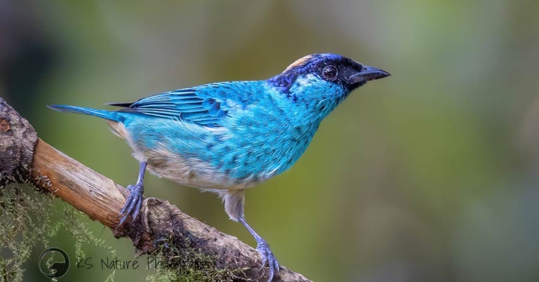 A Golden-naped Tanager perches on a branch