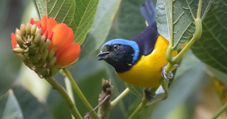 A Golden-rumped Euphonia perches on some shrubbery