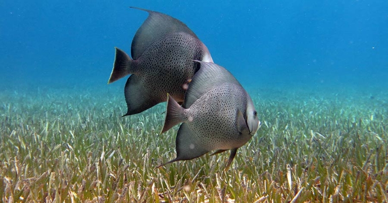 Two angelfish swim side-by-side underwater