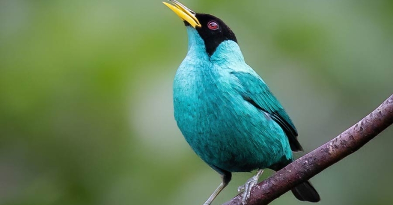 bird perched on a branch