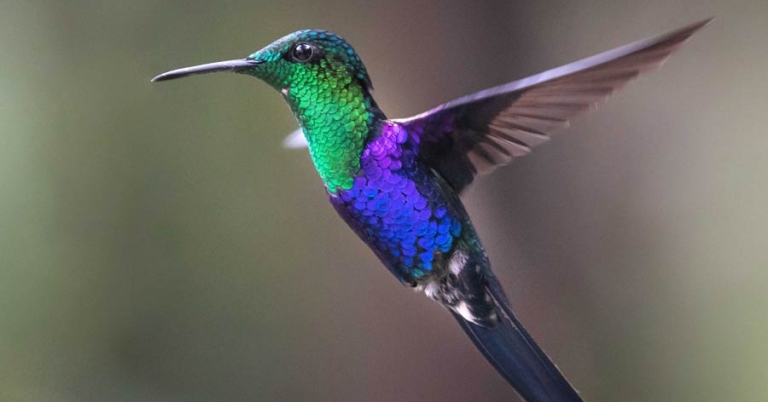 A Green-crowned Woodnymph hummingbird in flight
