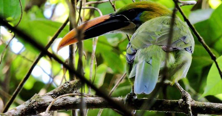 A Groove-billed Toucanet sits perched on a thin branch