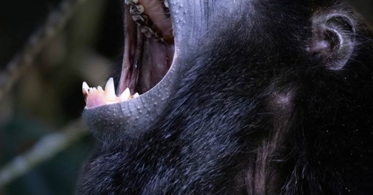 Monkey with its mouth open showing teeth
