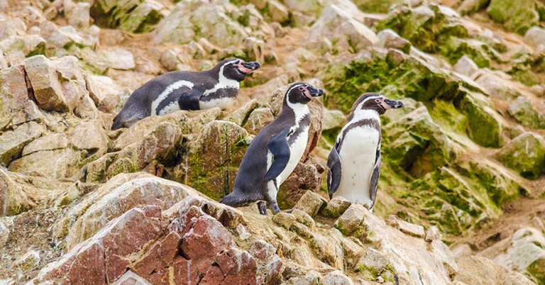 Three Humboldt Penguins on a rocky surface