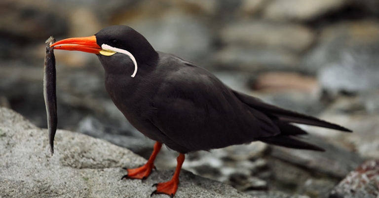 An Inca Tern stands on a rock holding a long, thin fish in its bill
