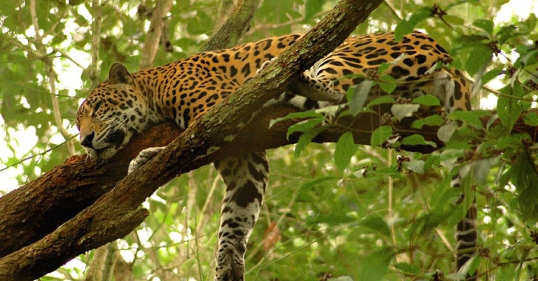 A jaguar sleeps on a tree branch