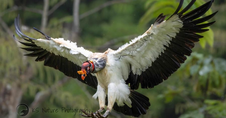 bird flying with wings spread