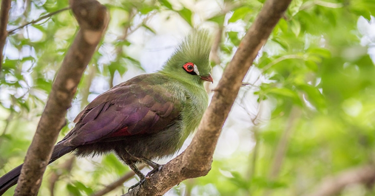 Knysna Turaco bigstock 900x600