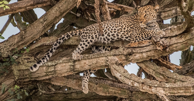 A leopard relaxes in the bare branches of a tree