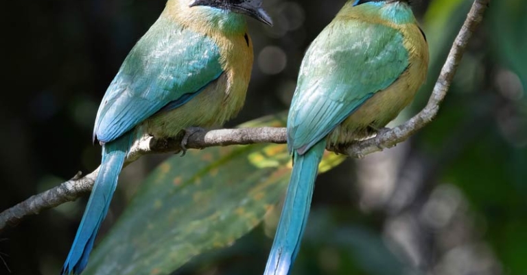 two birds sitting next to eachother on a branch