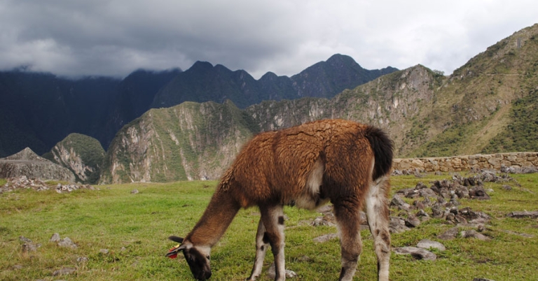 A llama grazes on a flat, grassy area with a low stone wall and mountains in the background