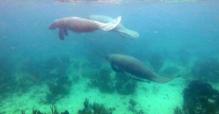 Three manatees swim in shallow water