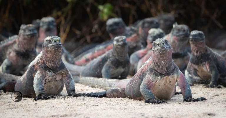 Approximately a dozen marine iguanas rest on a sandy beach