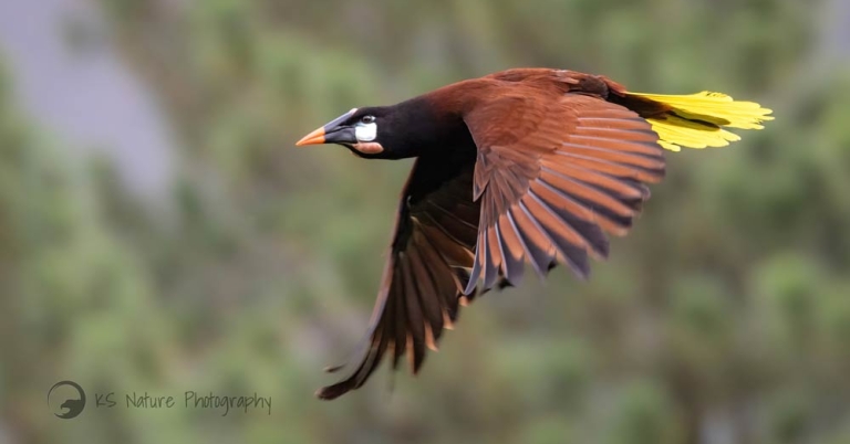 Bird in flight