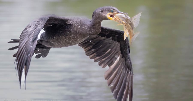 Bird flying over water with a fish in its beak