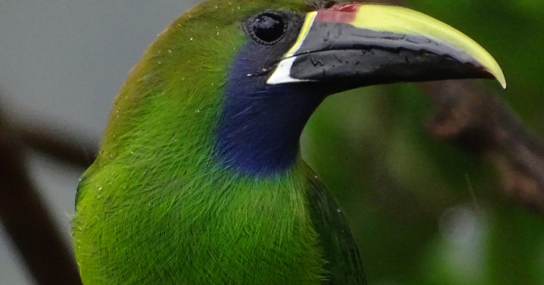 Northern Emerald Toucanet