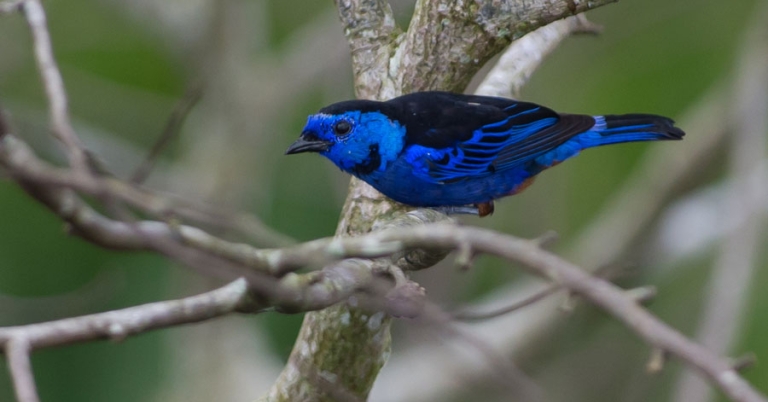 Blue and black colored bird sits on branch