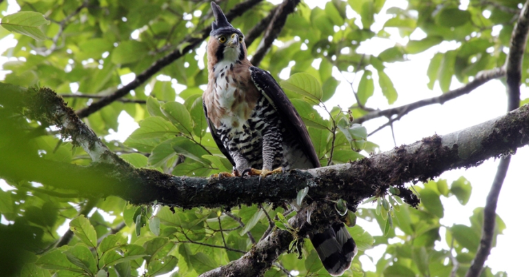 Ornate Hawk-Eagle perched on a branch