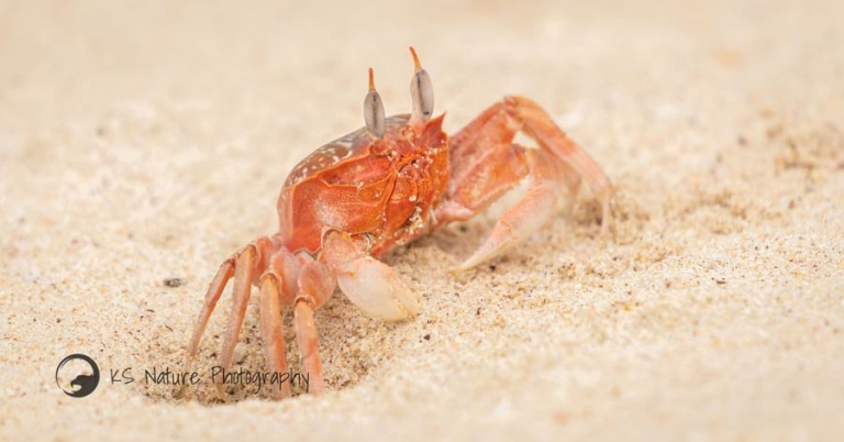 A crab sits on the beach, its right side partially extended into a hole in the sand