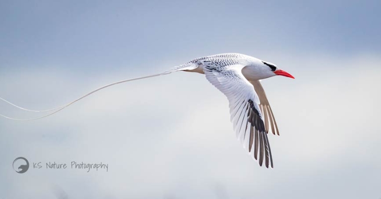 A Red-billed Tropicbird in flight