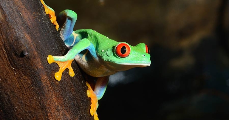 A red-eyed tree frog sits on a log