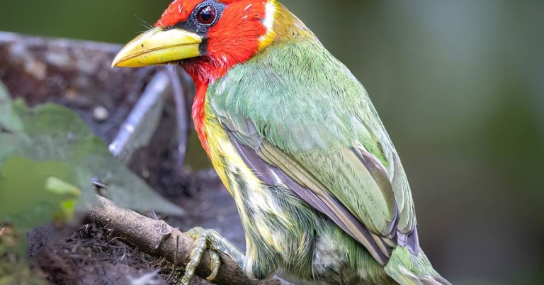 A Red-headed Barbet perches on a twig