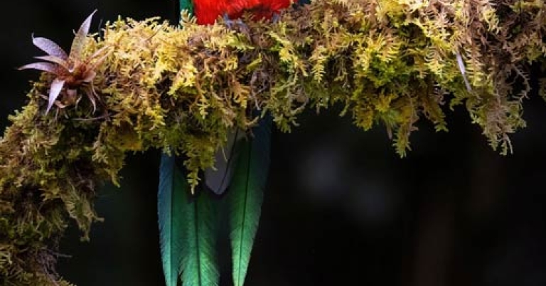 colorful bird sitting on a branch