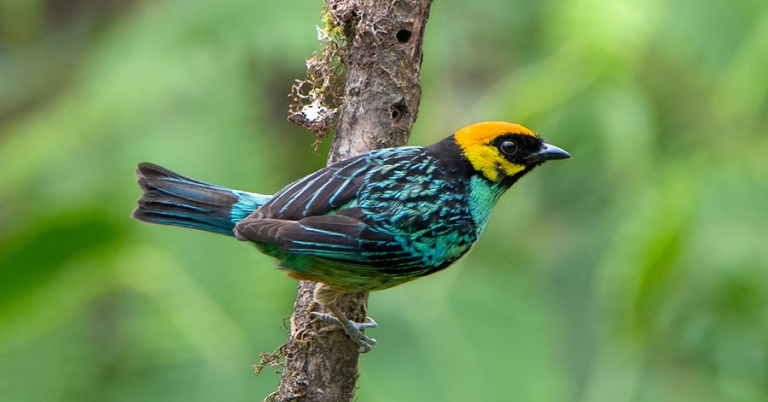 A Saffron-crowned Tanager perched on a small vertical branch