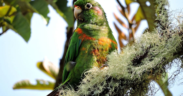 A Santa Marta Parakeet perches on a branch