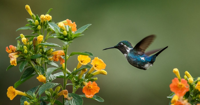 A Santa Marta Woodstar hummingbird hovers in mid-air near a cluster of flowers
