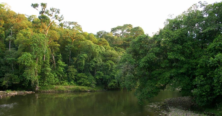 A river surrounded by trees