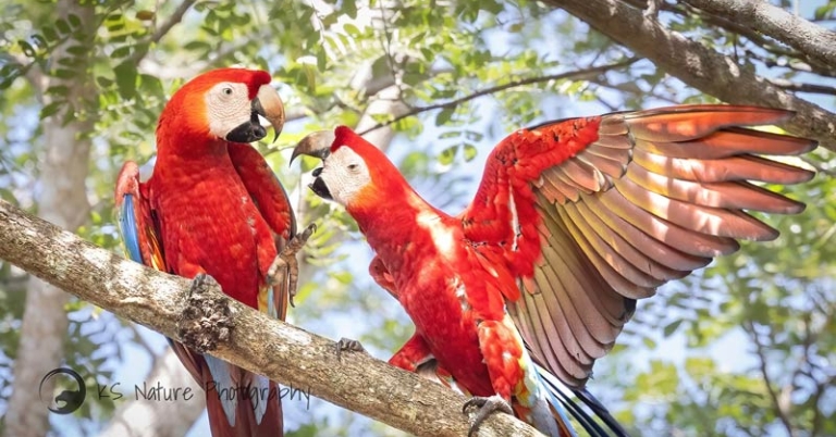 two birds sitting next to eachother on a branch