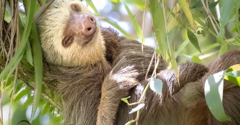 Sloth sleeping in a tree
