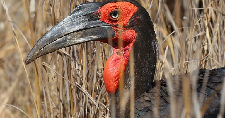 A Southern Ground-Hornbill amid tall grasses