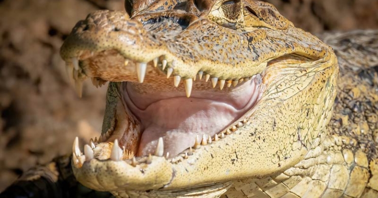 caiman up close with mouth open