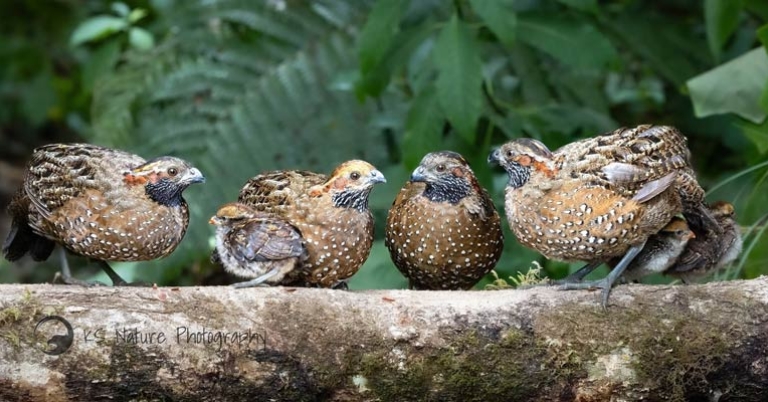 four quail sitting on a thick tree branch