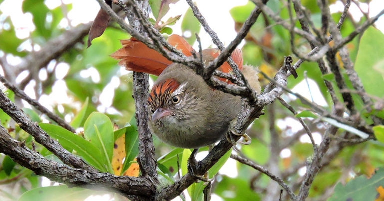 A Streak-capped Spinetail perches on a small branch