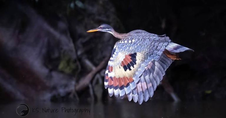 bird with patterned wings flying over water