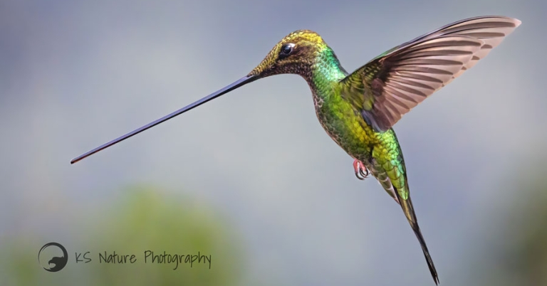 Close-up of a Sword-billed Hummingbird in flight