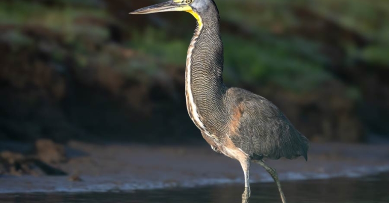 Bird walking in shallow water