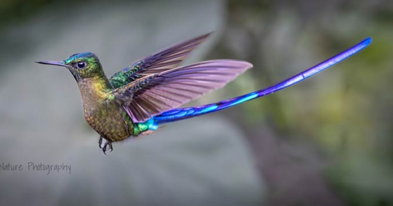 A Violet-tailed Sylph hummingbird in flight