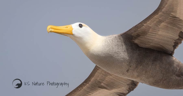 Close-up of a Waved Albatross in flight