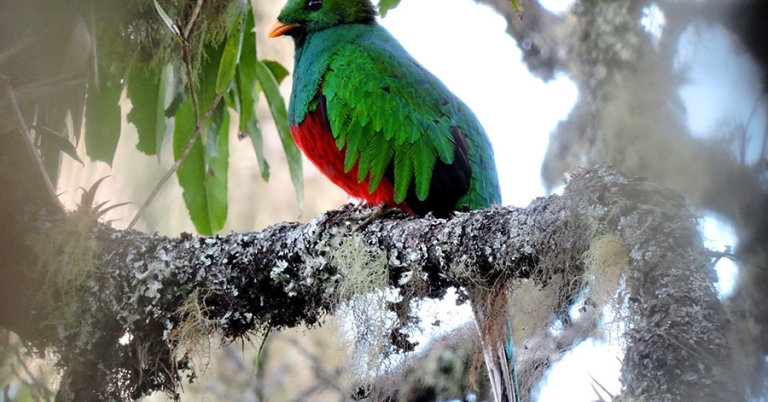 A White-tipped Quetzal perches in a tree