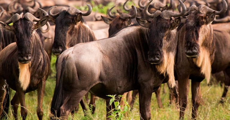 A wildebeest herd stands in grass.