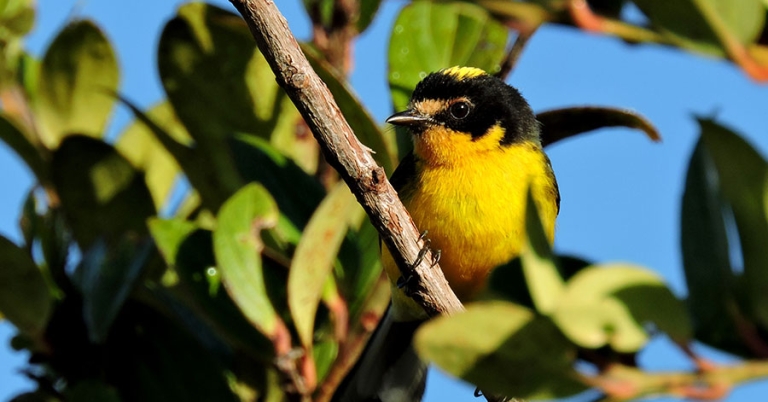 A Yellow-crowned Redstart sits perched on a branch