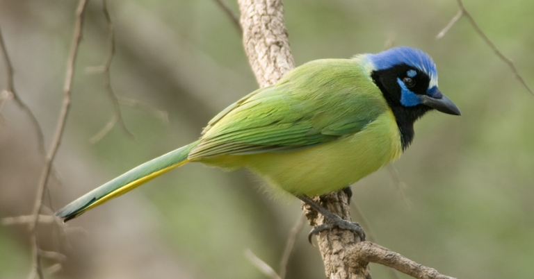 Green Jay perched on a branch